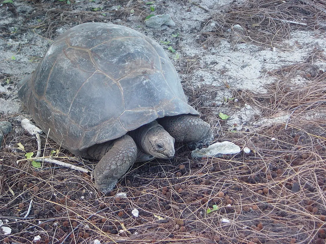 Aldabra Atoll-108993