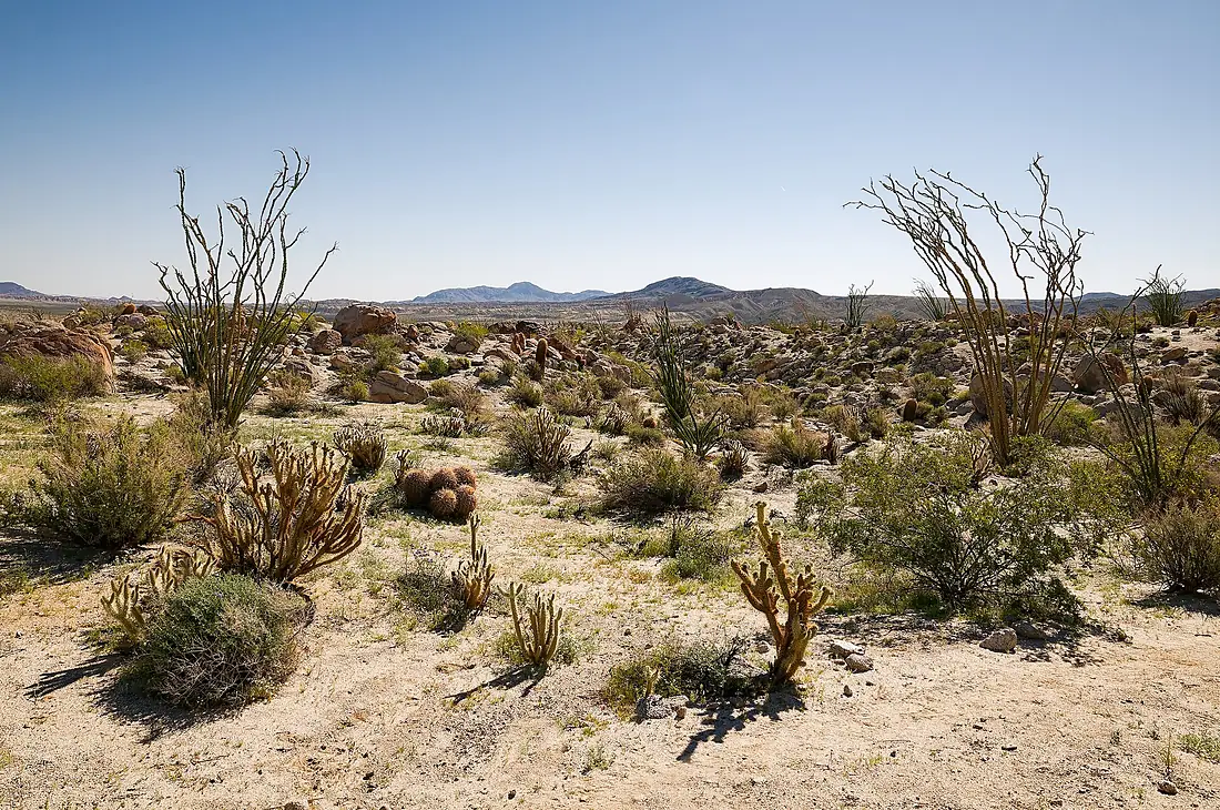 2017-03-11 USA, CA, Anza-Borrego DSC 1358 DxO