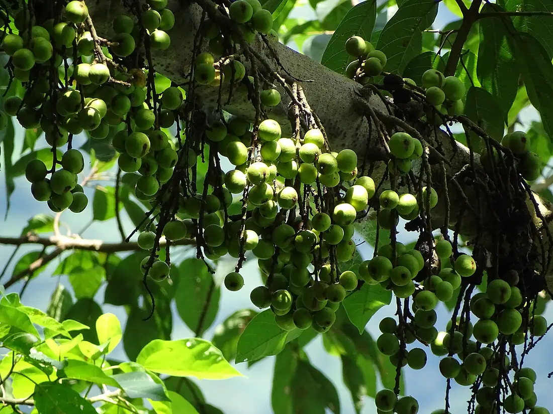 Berries on Branch - Ba Be Lake - Ba Be - Vietnam (48096893637)