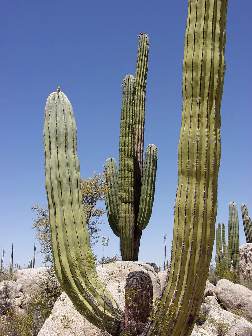 Pachycereus pringlei baja california 1
