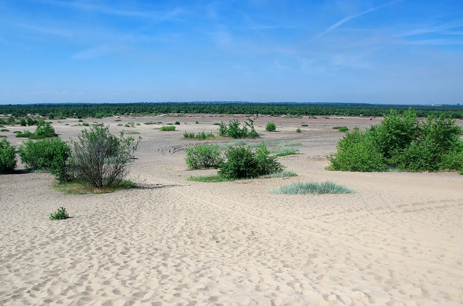 20140619 Pustynia Błędowska w Chechle 3457