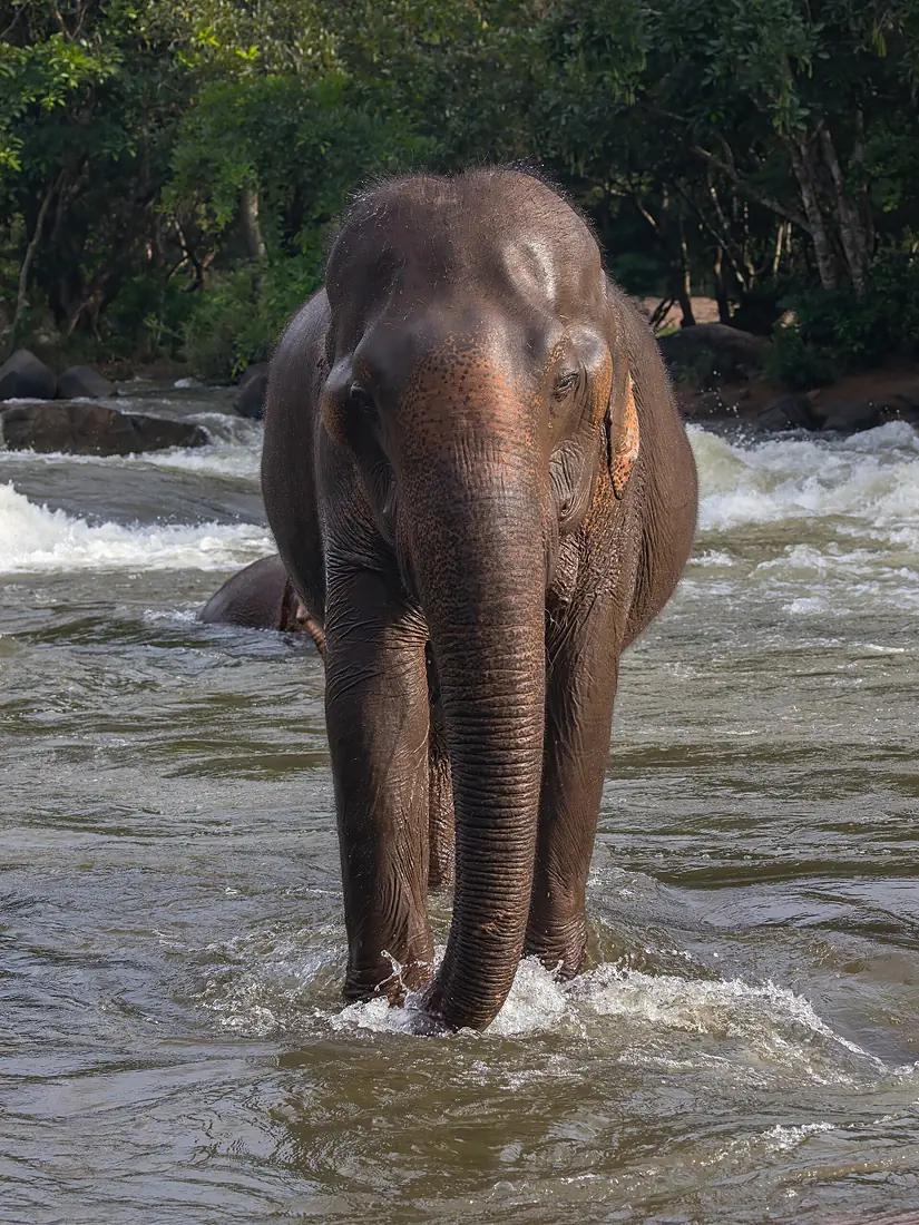 Front view of an Asian elephant walking in Tad Lo river at golden hour, Bolaven Plateau, Laos