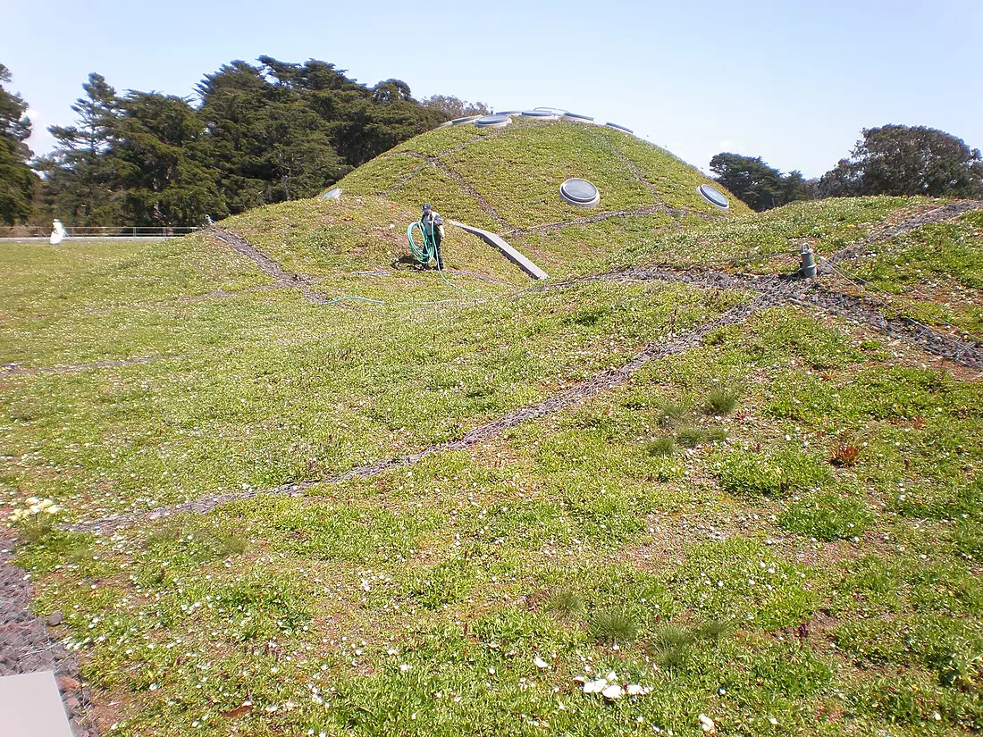 CA Academy of Sciences Living Roof 1