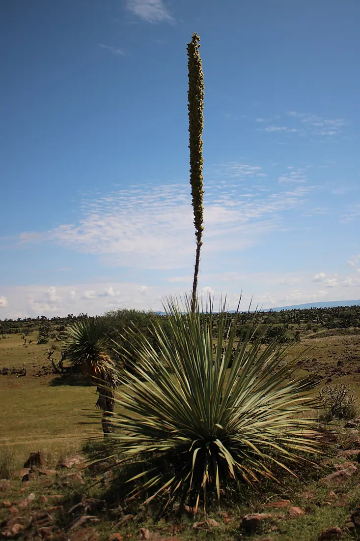 Dasylirion durangense en el desierto chihuahuense