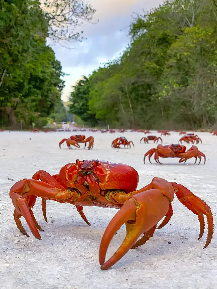 Crab migration extra - chris bray-1