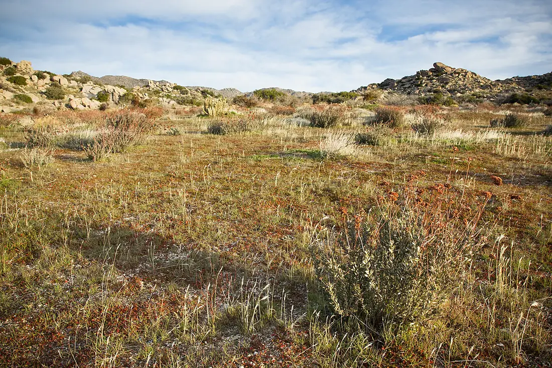Anza-Borrego desert (13496645123)