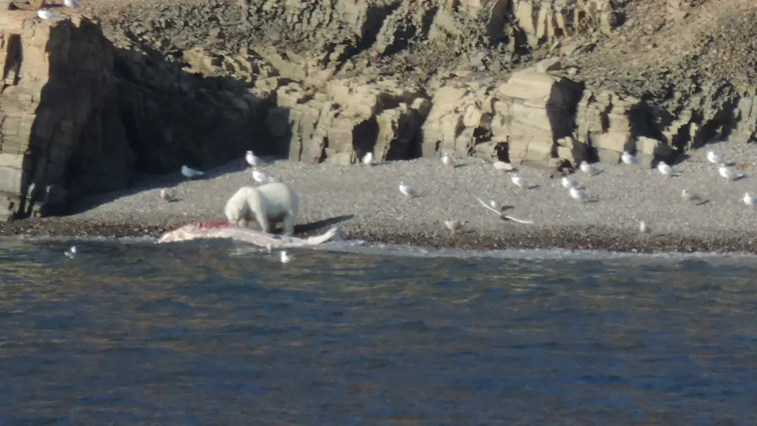 Polar bear eating a beluga whale, Dundas Harbor, Devon Island, Nunavut, Canada, September 2019