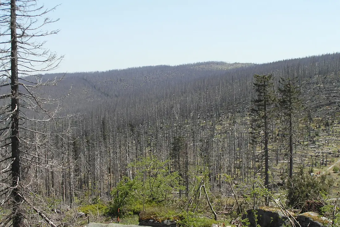 Abgestorbener Wald am Dreisesselberg
