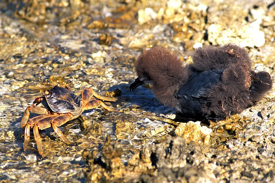 Murphy's petrel looking at a crab. (Ducie island)
