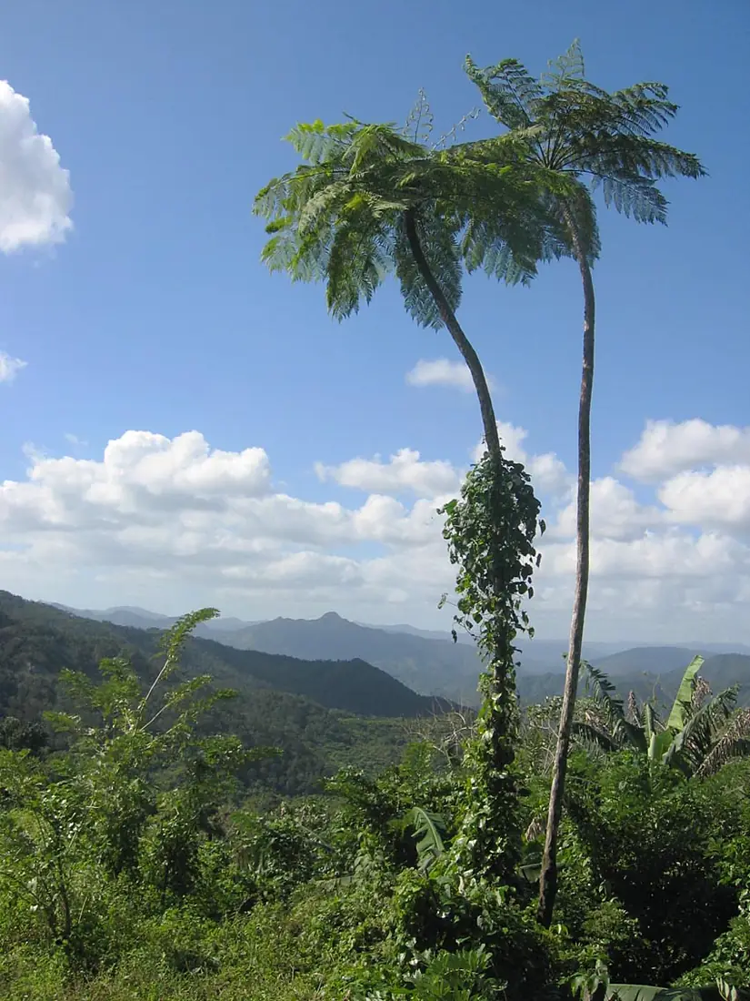 DirkvdM baracoa palmtrees