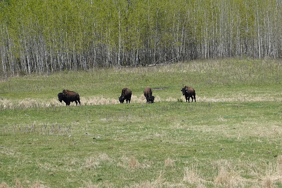 .Bison in Elk Island National Park 01
