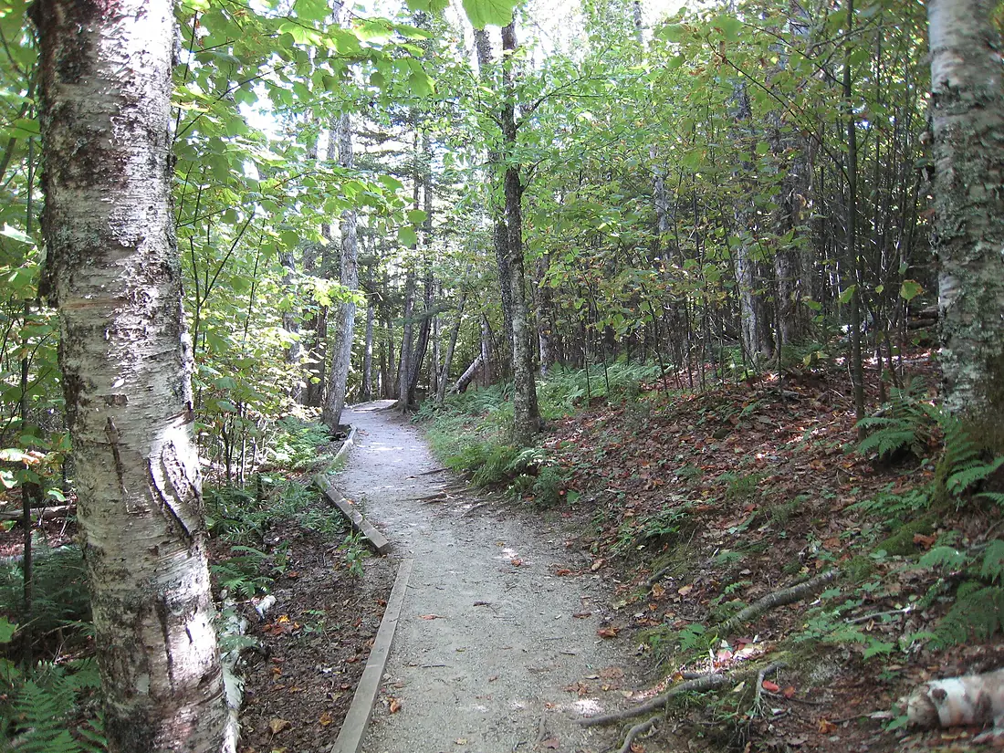 Trail in Fundy National Park