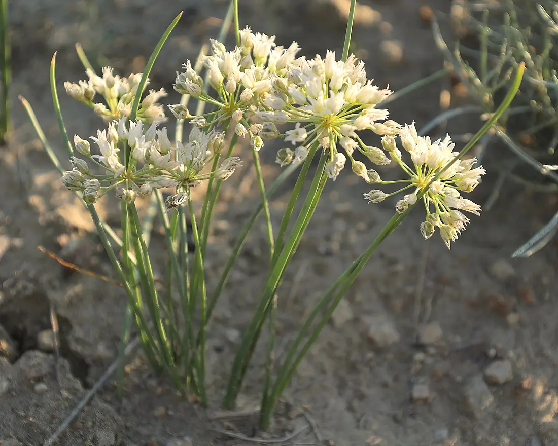 Allium textile GNP 01