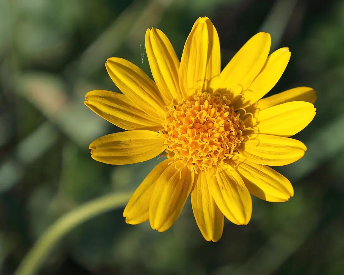 Arnica fulgens GNP 03