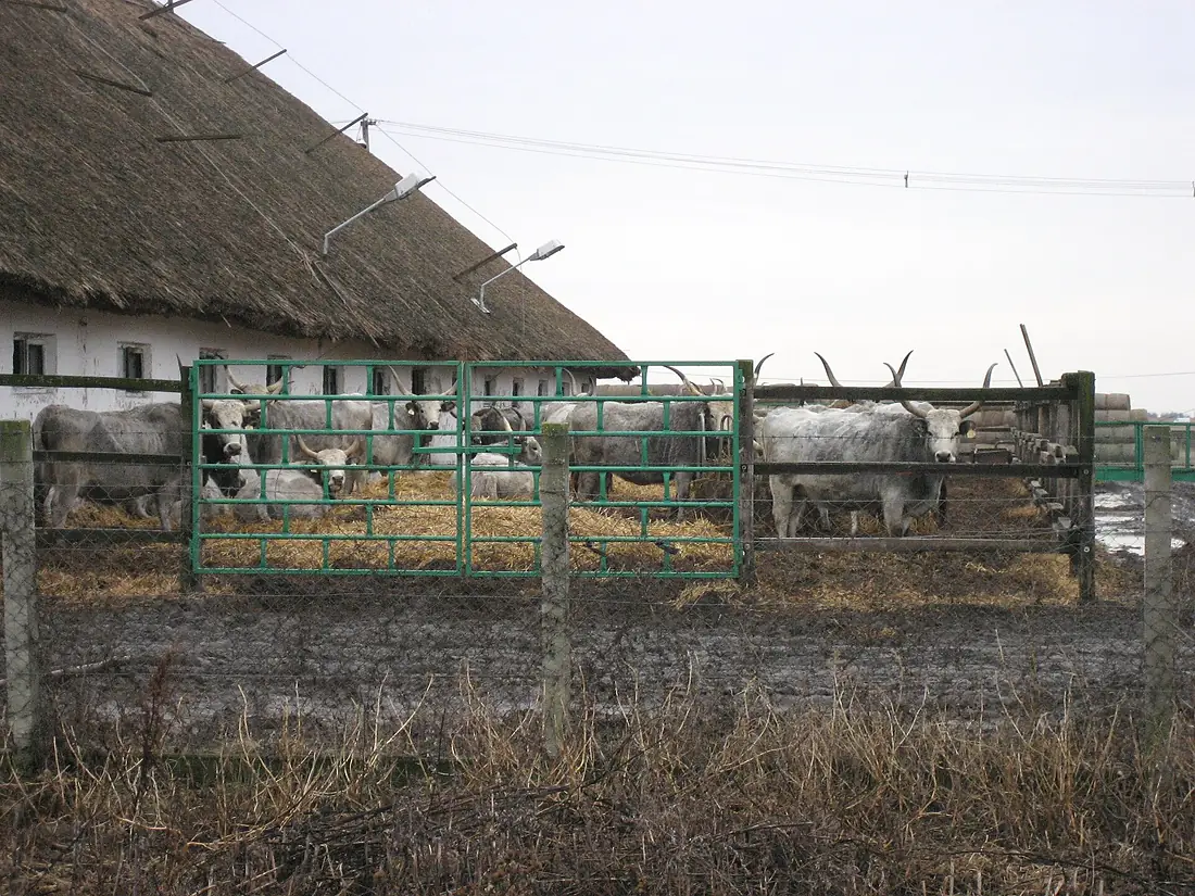 Hortobagy 2