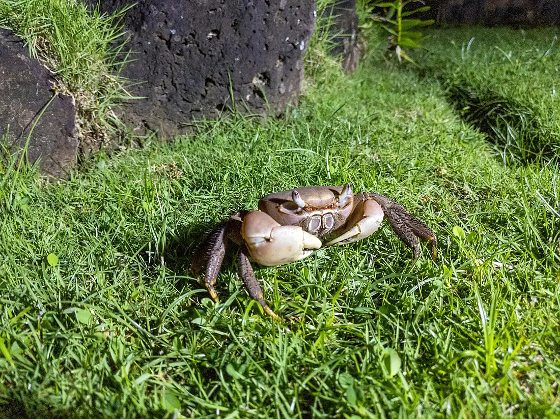 Tahiti, French Polynesia - Huahine (48083851953)