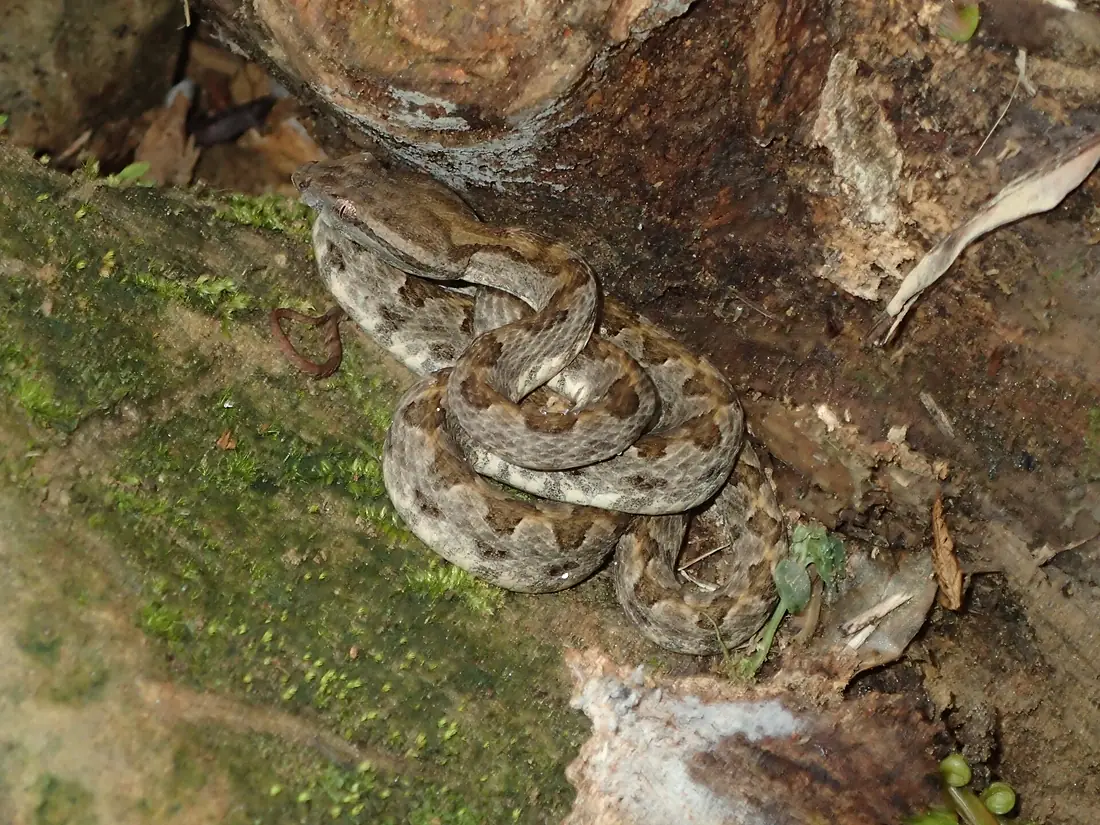 Protobothrops elegans 96479894