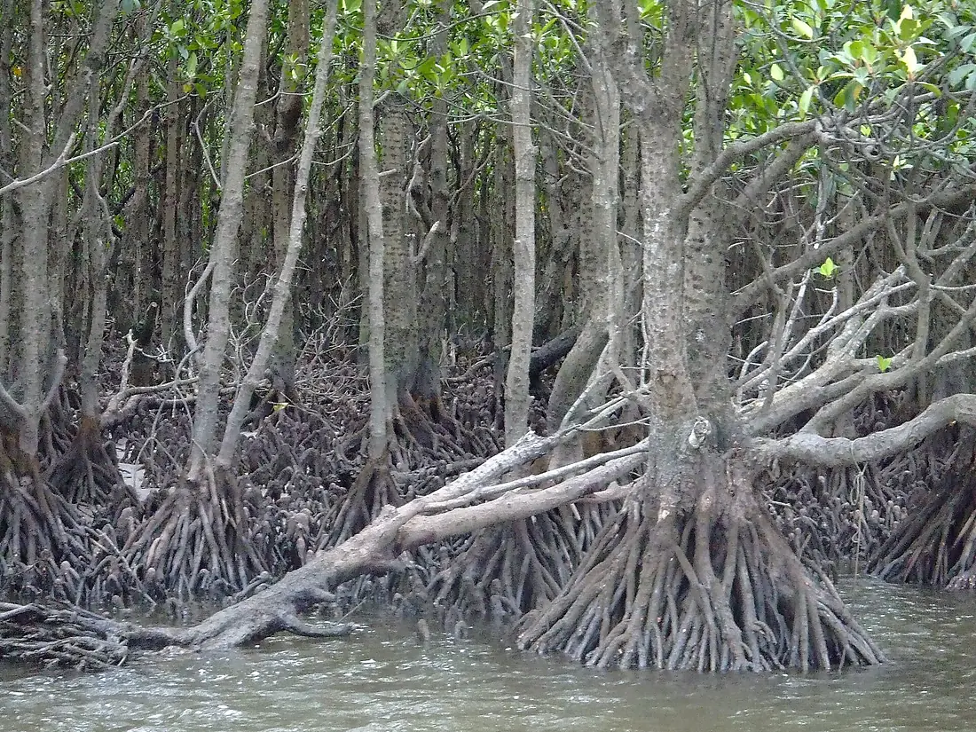 Iriomote mangrove 2007-04-04