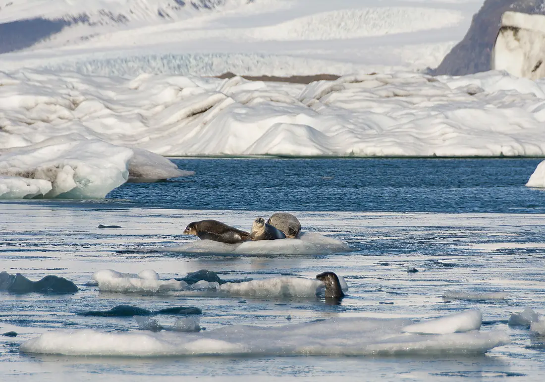 Phoques communs sur le Jokulsarlon en Islande