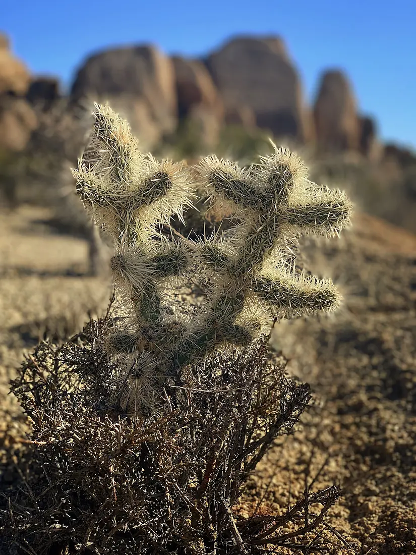 Cylindropuntia chuckwallensis (chuckwalla cholla) in Joshua Tree National Park