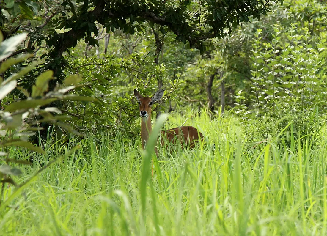 Kob - Kainji Lake National Park (4894084728)