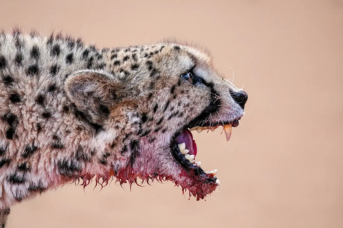 003 Cheetah hissing after a meal in Kalahari Desert Photo by Giles Laurent