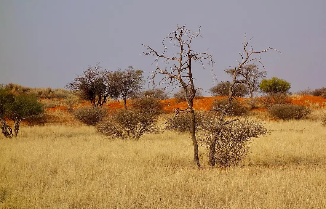 Desert Scenery (37000461114)