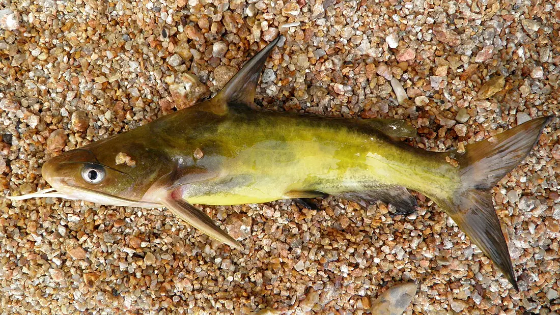 Tachysurus fulvidraco from the Lake Khanka