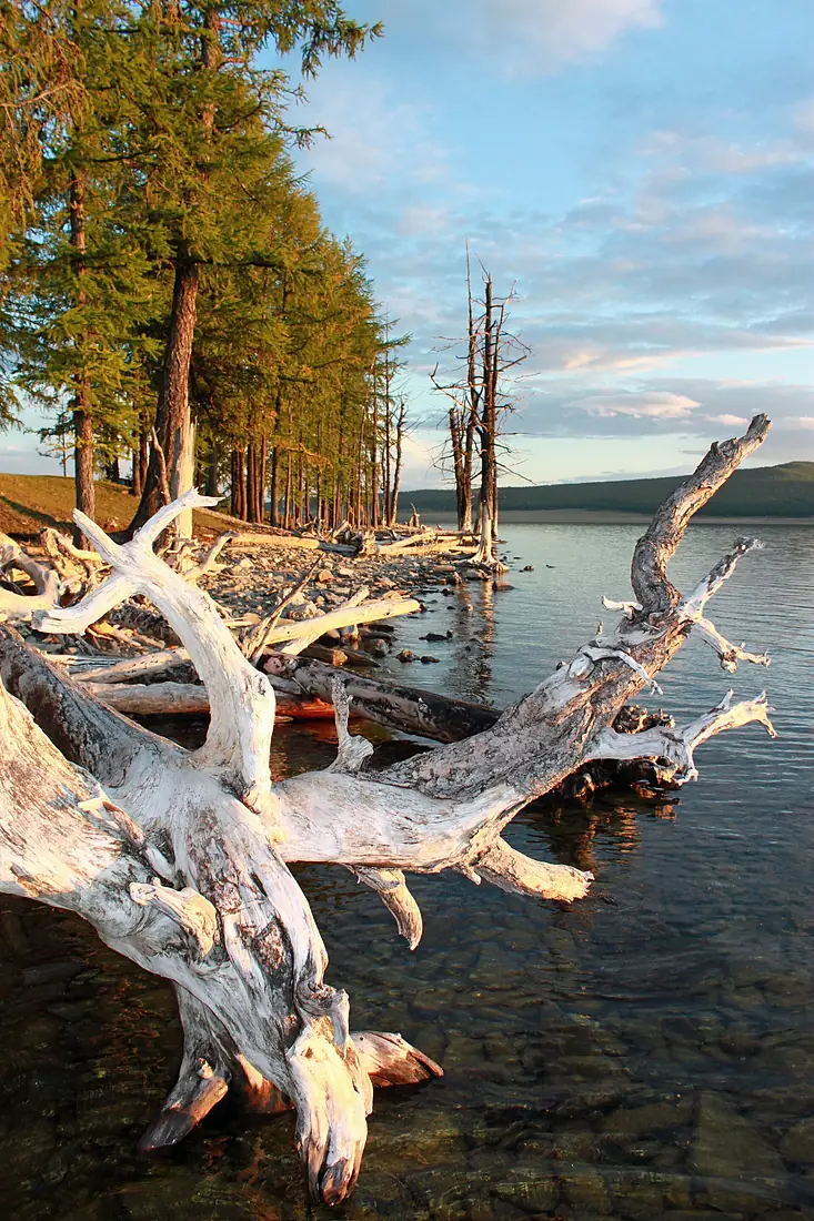 Hovsgol coast in August - panoramio