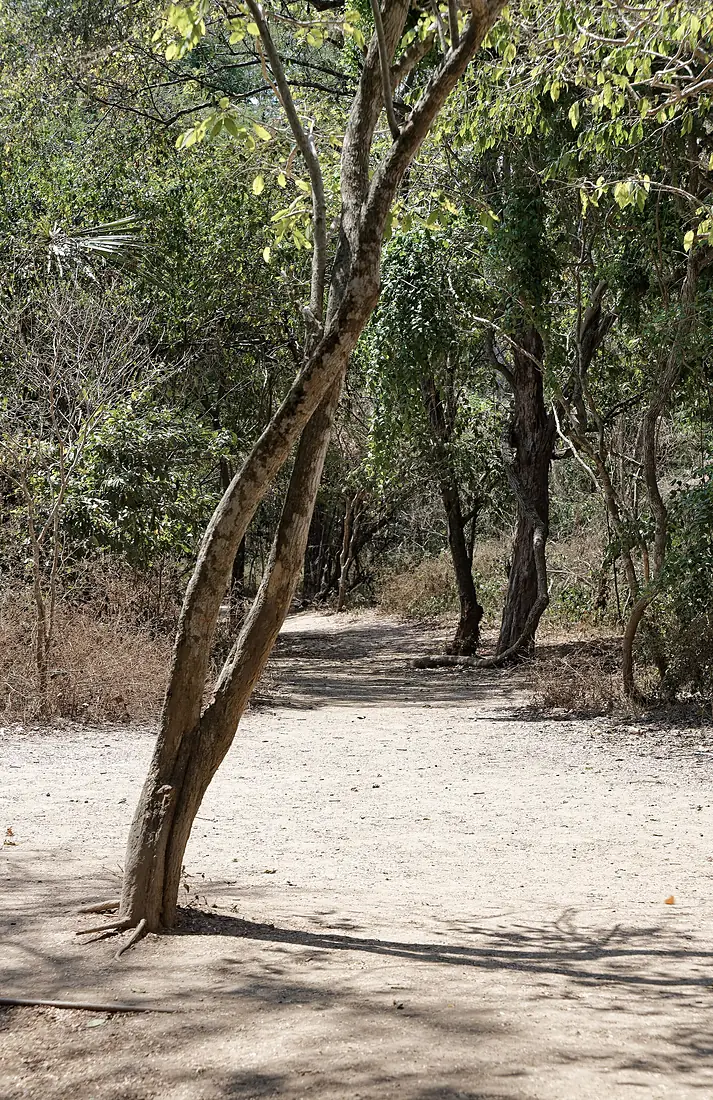 Hiking path on Komodo Island, Indonesia, 20250822 1250 2724