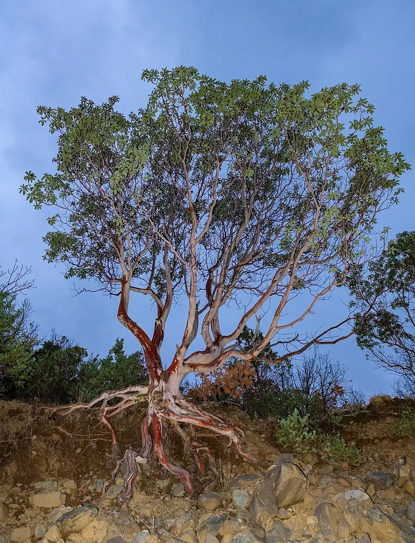 Arbutus andrachne Kozuf