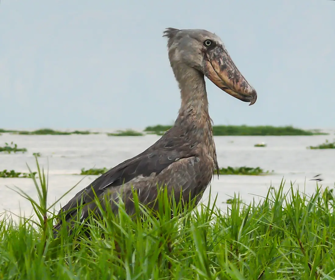 Shoebill-Lake-Albert-1
