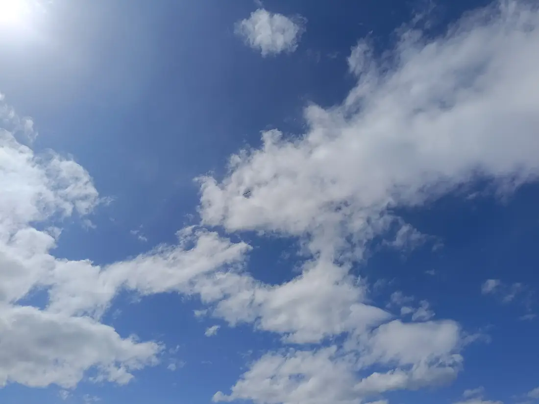 Armenian gulls in the sky of Arpi lake (10)