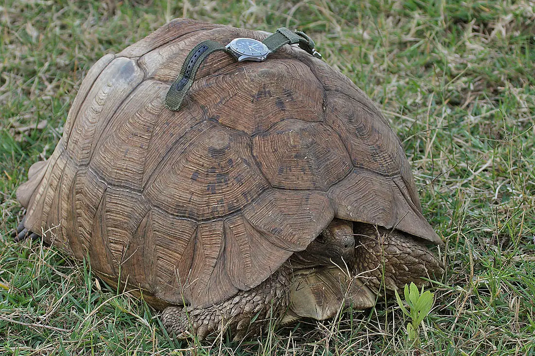 Flickr - Rainbirder - African Spurred Tortoise