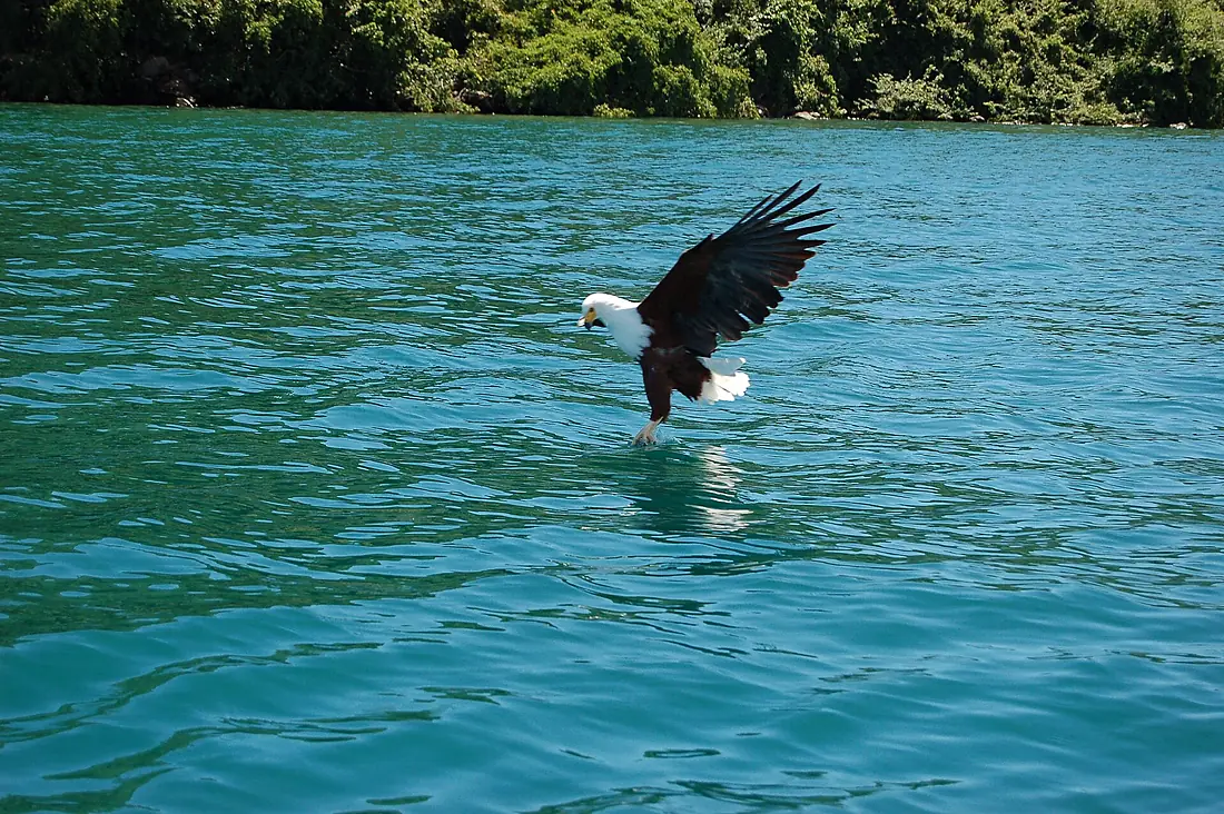 Haliaeetus vocifer -Cape Maclear, Malawi -fishing-8b