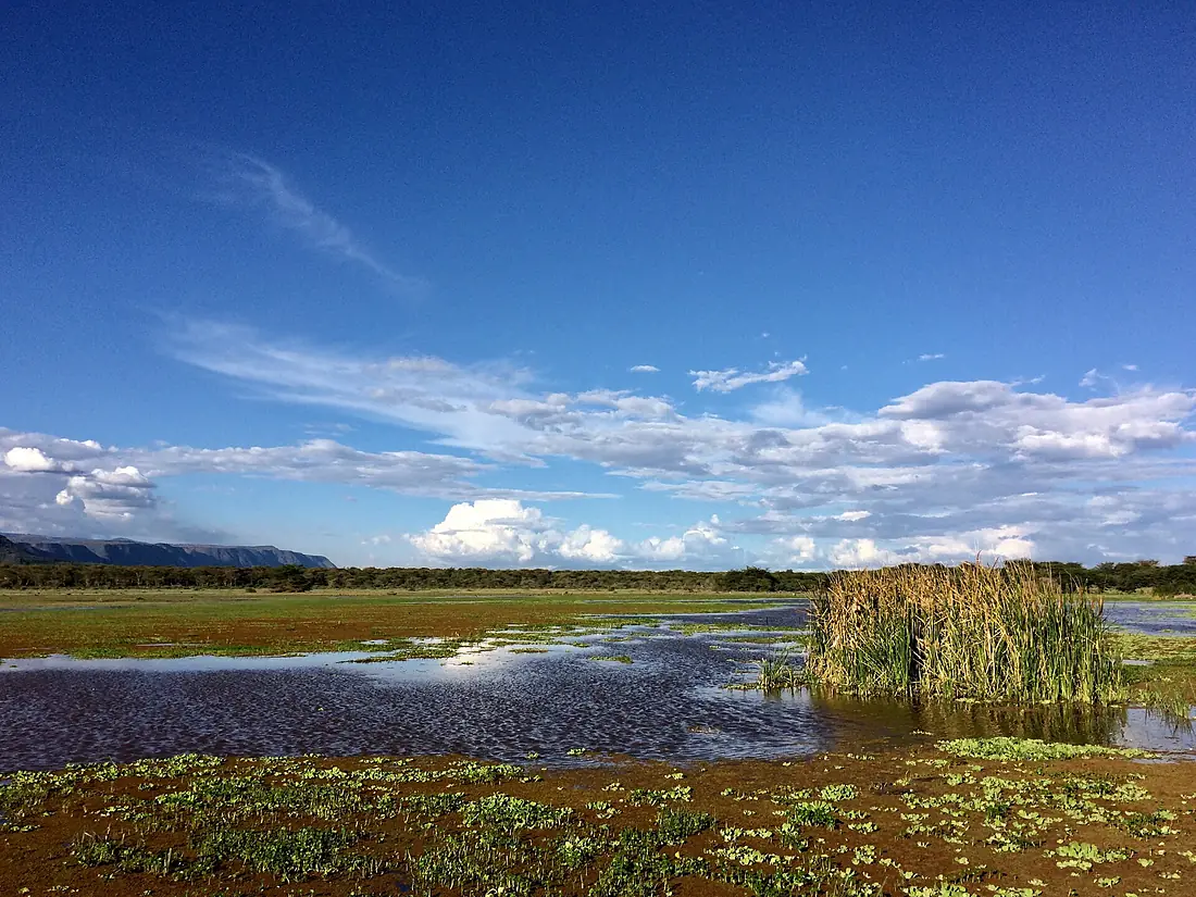 Green grasses around body water at Manyara Park
