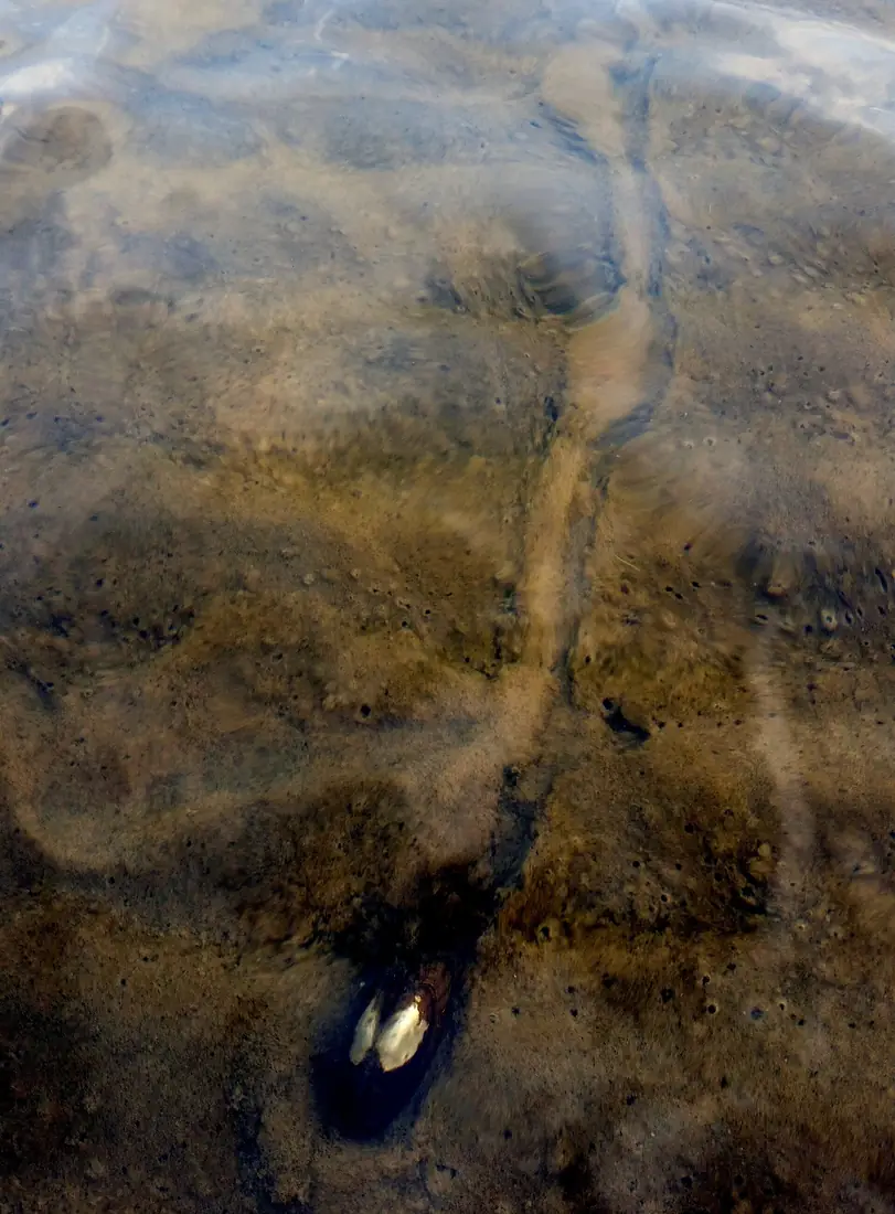 A clam out for a stroll in Lake Winnipeg at Matheson Island, Manitoba, Canada. (36085772203)