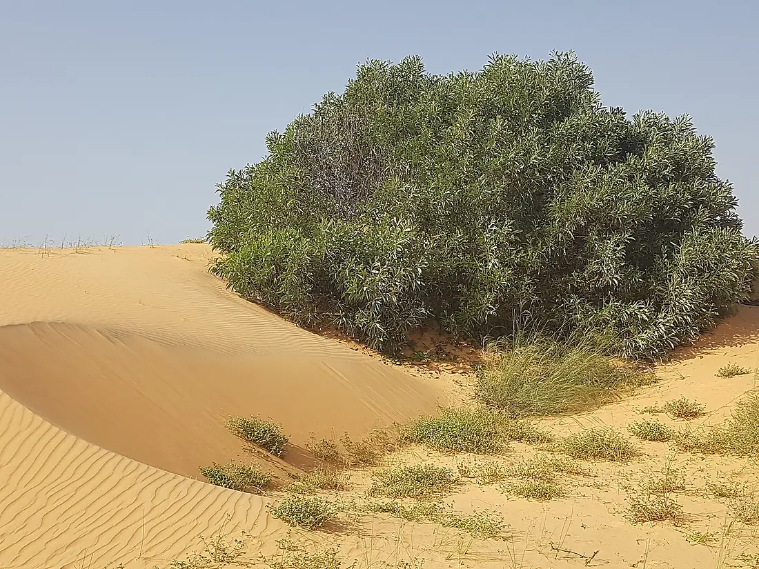 Arbuste sur une dune au désert de Lompoul