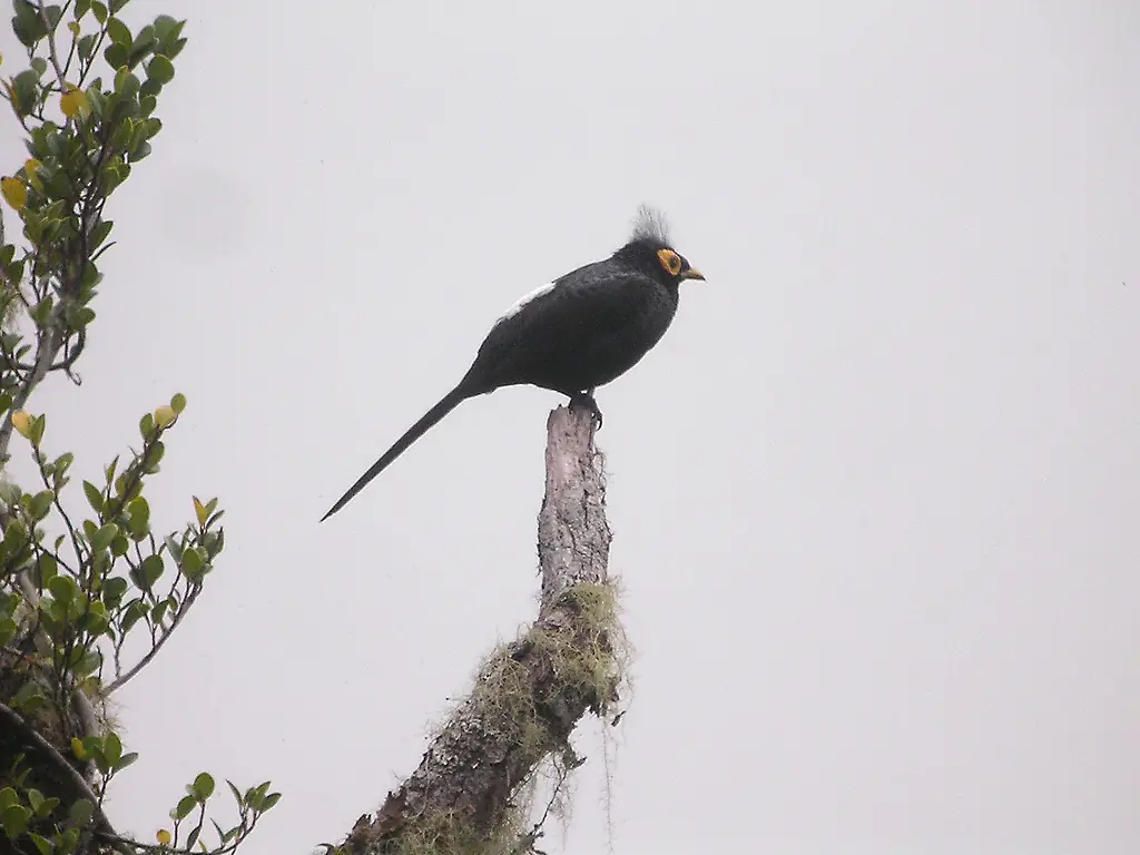 8454 Apo Myna 2