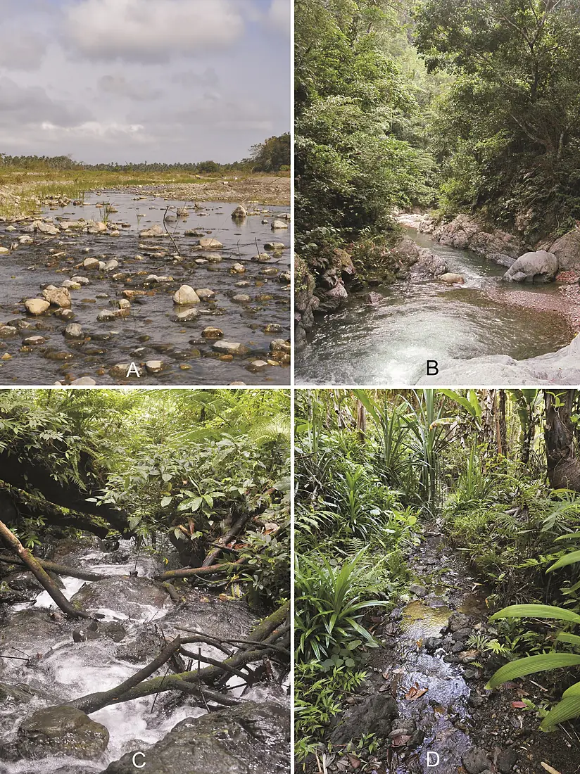 Mindoro Island (10.3897-BDJ.8.e56883) Figure 2