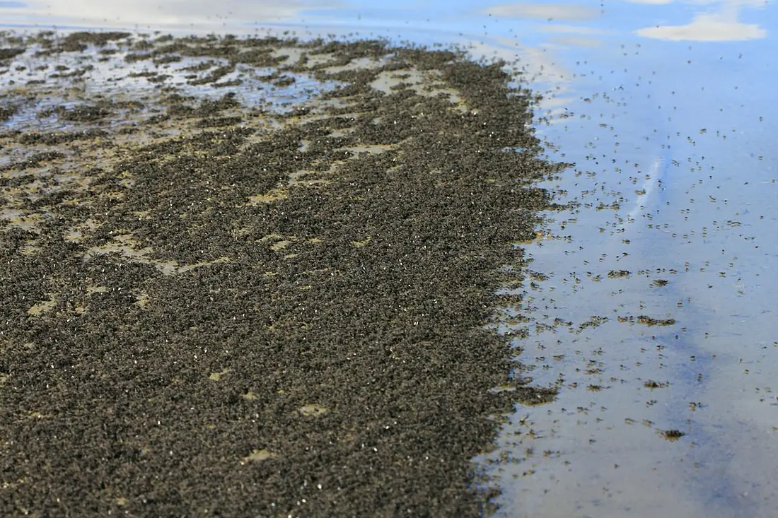 Ephydra hians mono Lake brine fly