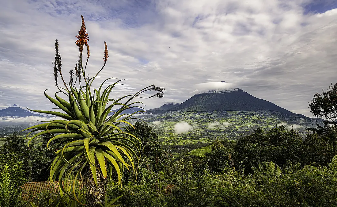 Mist over Gorilla Mountain Rwanda by Bill Hallier