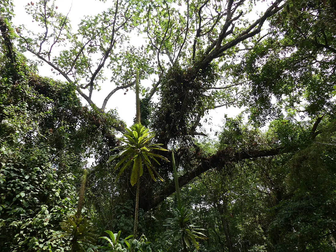 Mount Elgon - 16478985770