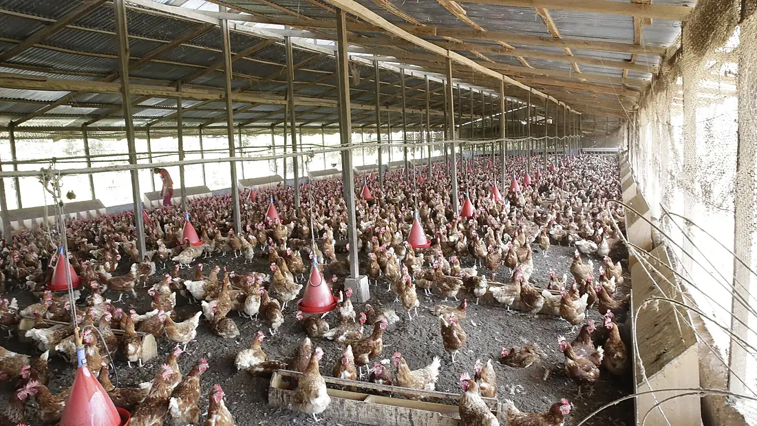Ferme avicole mont koupé Moungo(11)