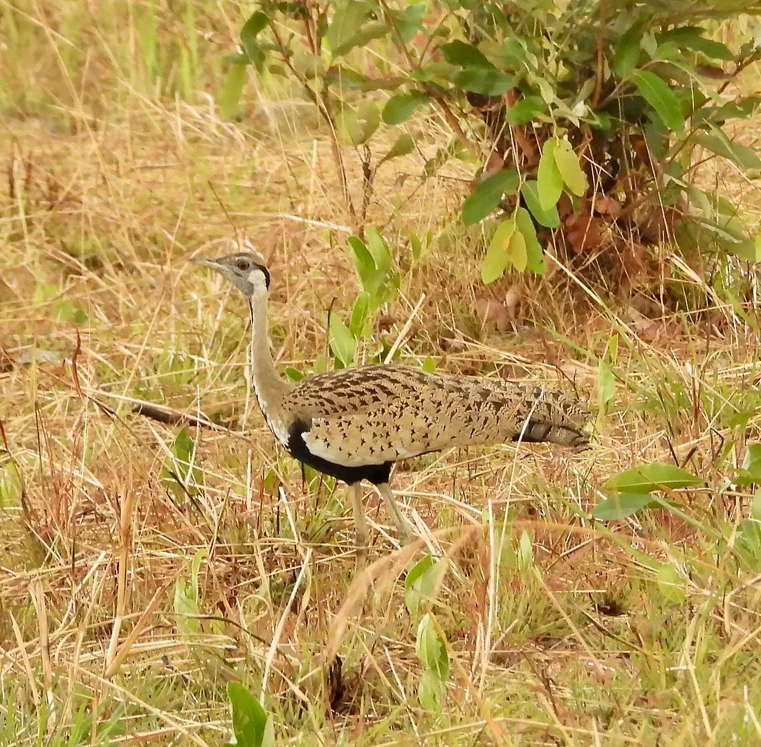 Black-bellied Bustard 51813886