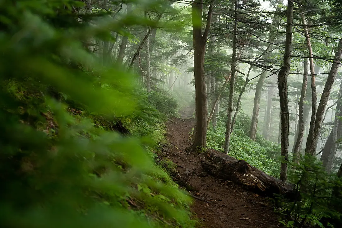 Mt. Rausu forest (52356207057)