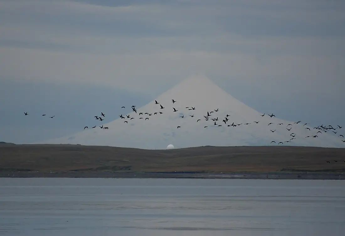 Brant & Shishaldin Volcano (11593296145)