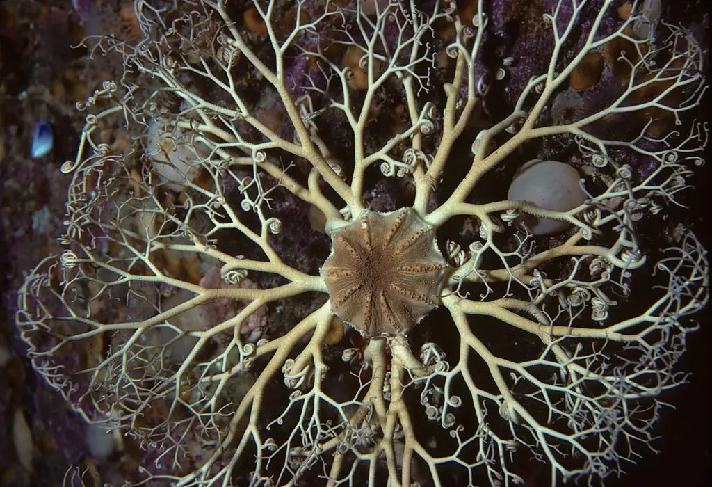 Basket star Newfoundland