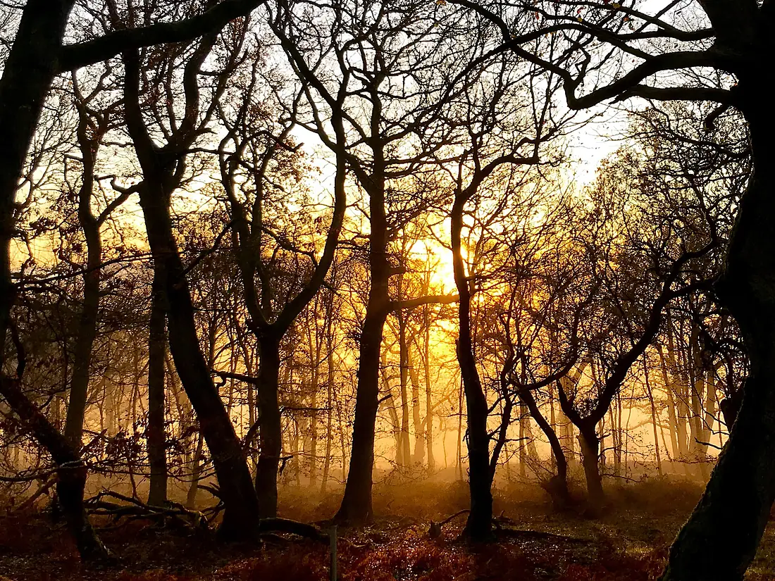 Dawn in Holystone Wood