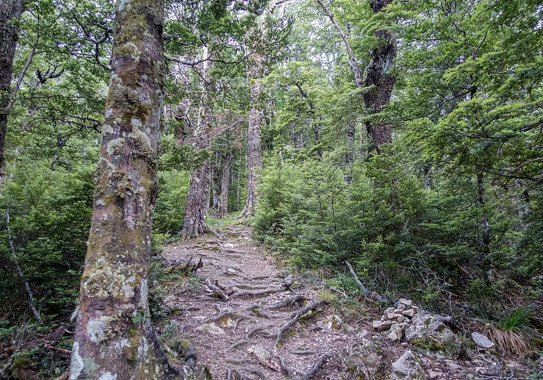 Mt Oxford Track, Oxford Forest Conservation Area, Canterbury, New Zealand 01